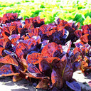 'Jing Zique' Lettuce Seeds, 1g