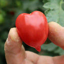'Jingfan Fenxing No.2' Tomato, 10 Seeds