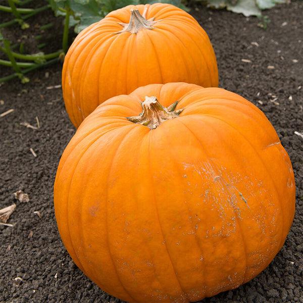 Giant Pumpkin Seeds, 5 Seeds