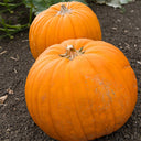 Giant Pumpkin Seeds, 5 Seeds