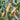 NK718 Corn Maize Hybrid, 200 Seeds