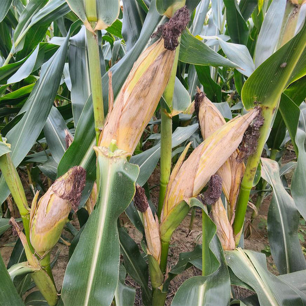NK718 Corn Maize Hybrid, 200 Seeds