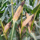 NK718 Corn Maize Hybrid, 200 Seeds