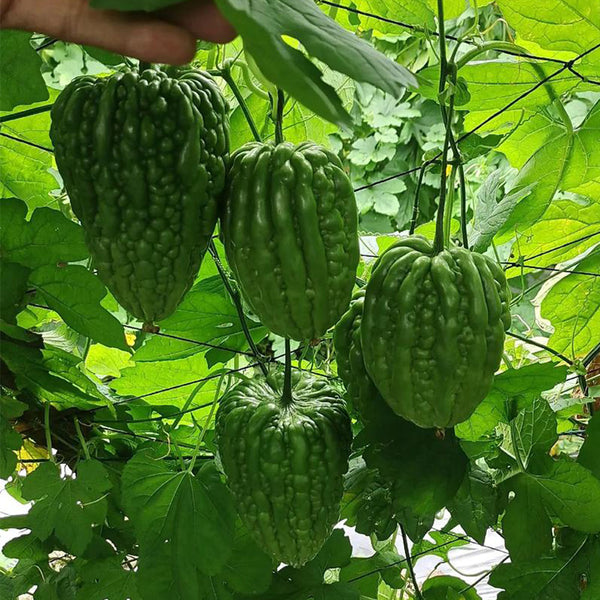 Huading No.5 Broad-top Bitter Gourd Seeds, 10g