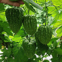 Huading No.5 Broad-top Bitter Gourd Seeds, 10g