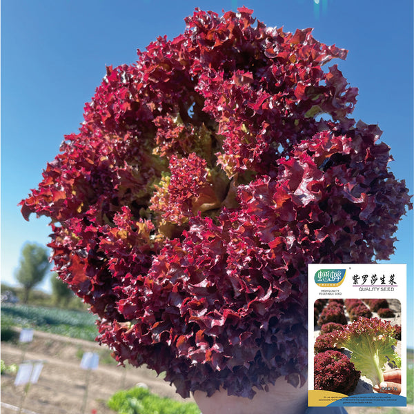 Purple Rosa Lettuce Seeds, 2g