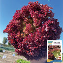 Purple Rosa Lettuce Seeds, 2g