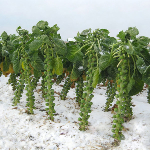 Brussels Sprouts Seeds, 50 Seeds
