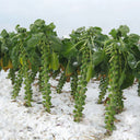Brussels Sprouts Seeds, 50 Seeds