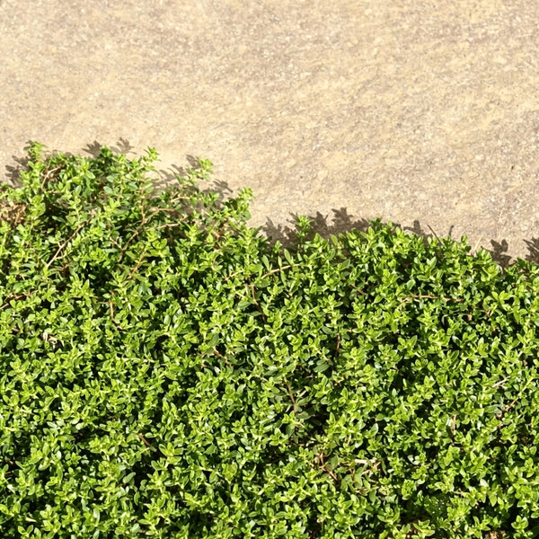 Green Carpet Rupturewort, 20 Seeds