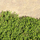 Green Carpet Rupturewort, 20 Seeds