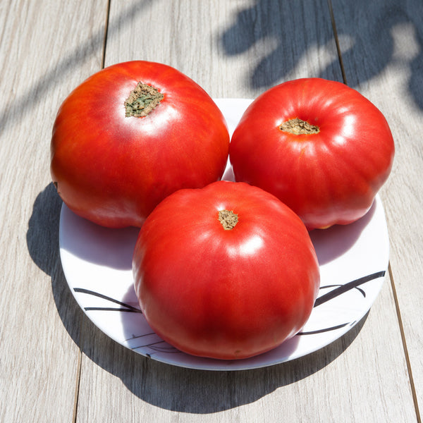 94 Minusinsk Dimensionless Tomato, 5 Seeds