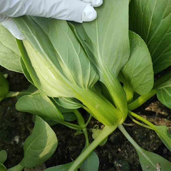 Demei Shanghai Bok Choy Seeds, 10g