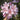 Sprenger's Surprise Lily, 3 Bulbs