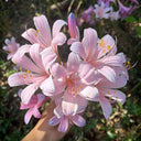 Sprenger's Surprise Lily, 3 Bulbs