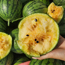 Rainbow Gift Watermelon Hybrid F1 Seeds, 20 Seeds