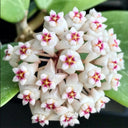 Whorled Wax Plant, 5 Cuttings