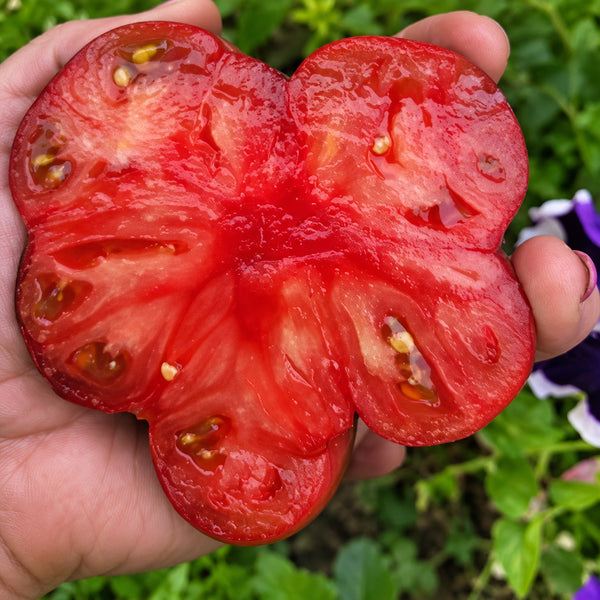 226 Black Russian Rose Tomato, 5 Seeds
