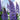 Blue Lupin, 100 Seeds