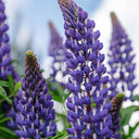 Blue Lupin, 100 Seeds