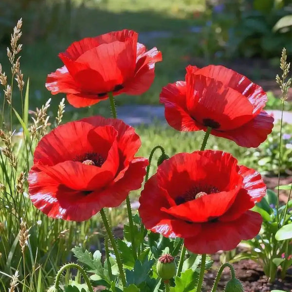 Hezhichun Field Poppy Seeds, 1g