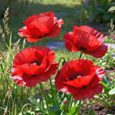 Hezhichun Field Poppy Seeds, 1g
