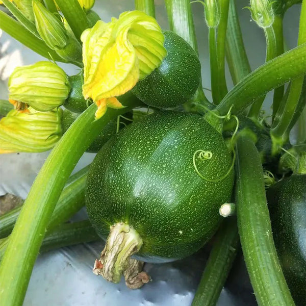 Bush Zucchini, 10 Seeds