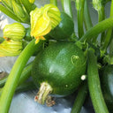 Bush Zucchini, 10 Seeds