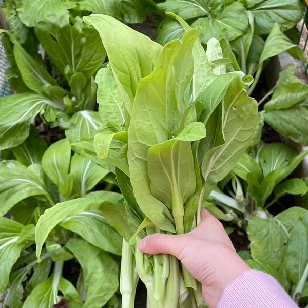 Jiemei Pak Choi Flowering Stem Seeds, 10g