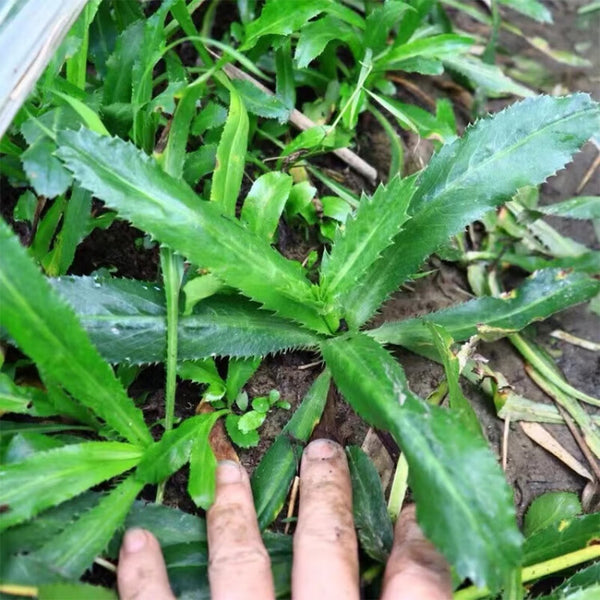 Sawtooth Coriander Seeds, 1000 Seeds