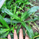 Sawtooth Coriander Seeds, 1000 Seeds