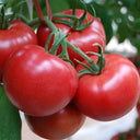 Belia Tomato Seeds, 30 Seeds
