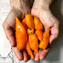 Habanada Sweet Pepper, 10 Seeds