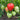 129 Mom's Raspberry Oxheart Tomato, 5 Seeds