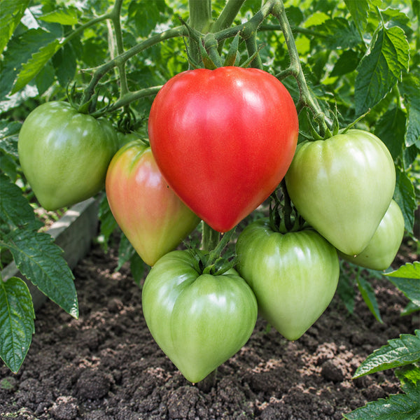 129 Mom's Raspberry Oxheart Tomato, 5 Seeds