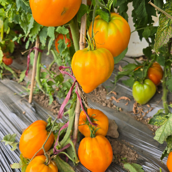 1059 Tatiana's Orange Heart Tomato, 5 Seeds