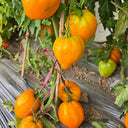 1059 Tatiana's Orange Heart Tomato, 5 Seeds