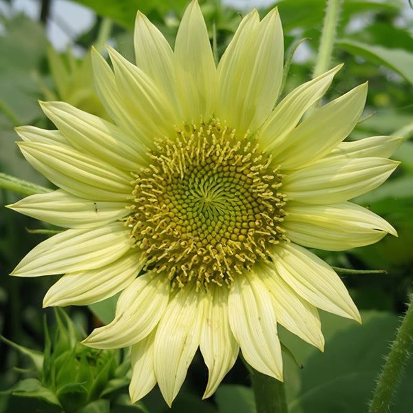 'Lotus Emergence' Sunflower, 10 Seeds