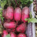 Purple Pineapple-shaped Radish Seeds, 100 Seeds