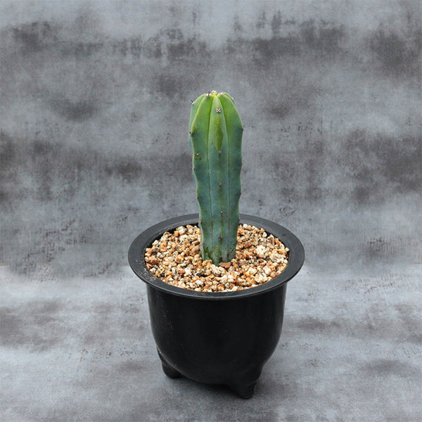 Myrtillocactus geometrizans, 7-10cm