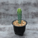 Myrtillocactus geometrizans, 7-10cm