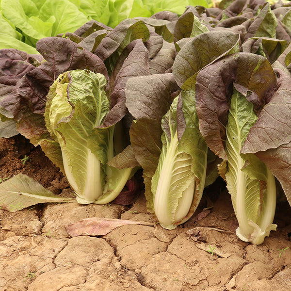 Purple-leaf Quick-growing Bok Choy Seeds, 10g