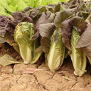 Purple-leaf Quick-growing Bok Choy Seeds, 10g