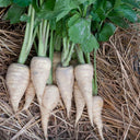 Parsnip, 200 Seeds