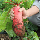 'Qishan Laobukang No.1' Water Radish Seeds, 20g