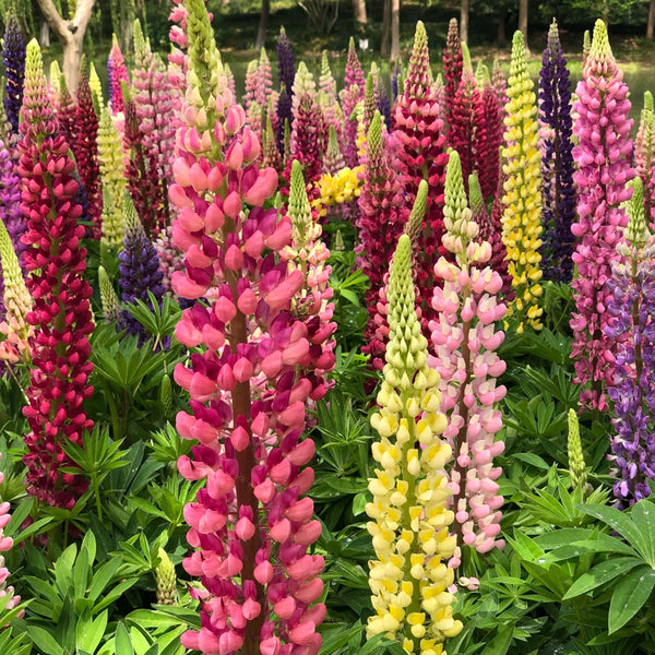 Mixed Color Lupin, 100 Seeds