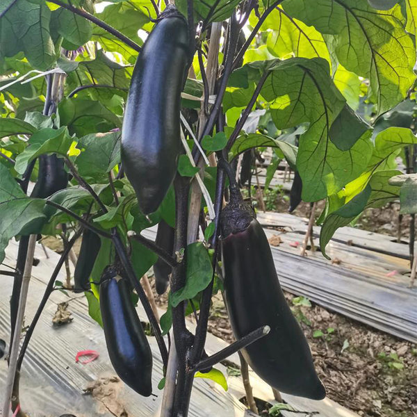 Delicious Grilling-Friendly Eggplant Seeds, 30 Seeds