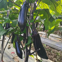 Delicious Grilling-Friendly Eggplant Seeds, 30 Seeds
