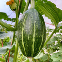 Jingyan Olive-shaped Pumpkin Seeds, 10 Seeds