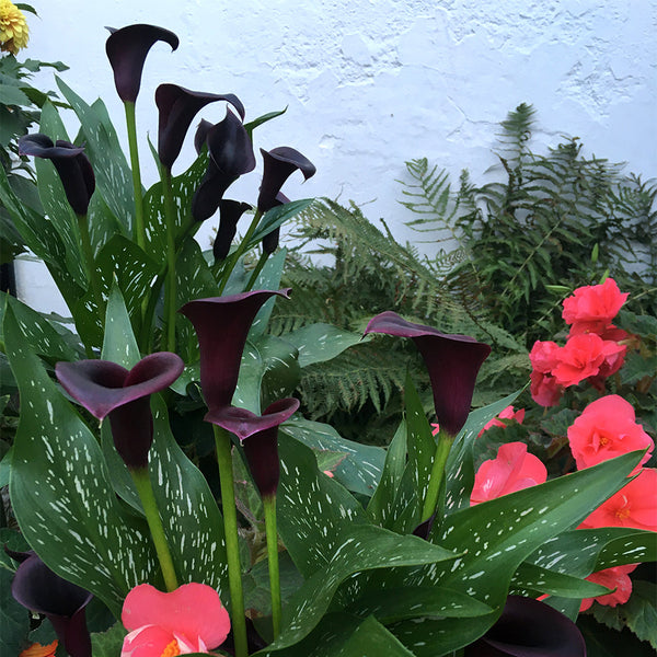 'Chief' Calla Lily, 16/18cm Circumference, 1 Bulb